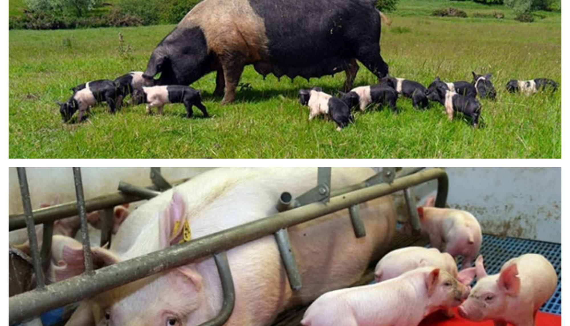 Ganadería con apellido